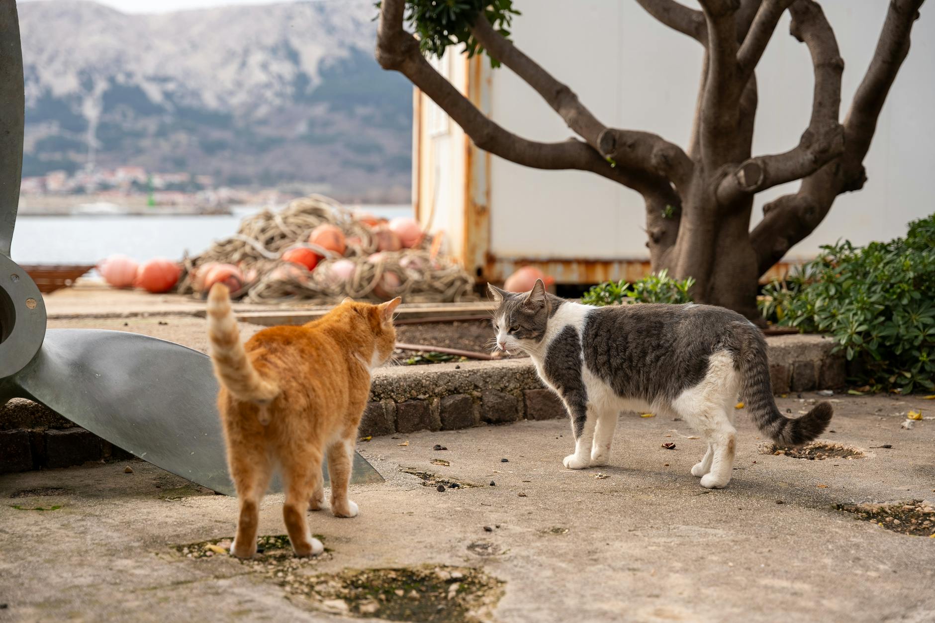 Malinska and Krk island guide: stays, sights, and seaside experiences in Croatia